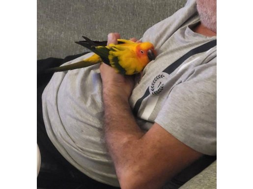 Güneş konur papağan çok sevimli ıslık çalar oynar cana yakın