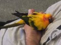 Güneş konur papağan çok sevimli ıslık çalar oynar cana yakın