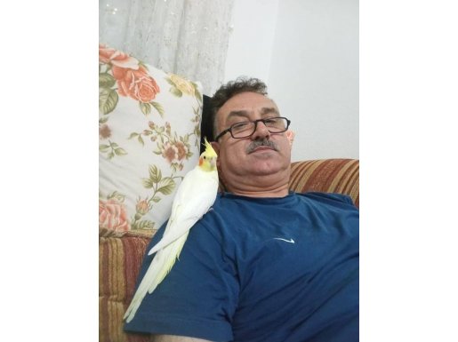 2 yaşında dişi sultan papağanı