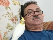 2 yaşında dişi sultan papağanı