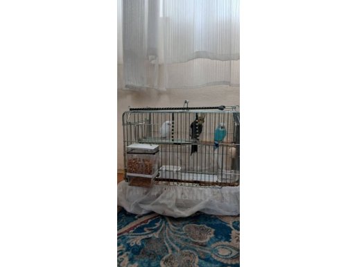 KOMPLE SATILIK 2 MUHABBET 1 