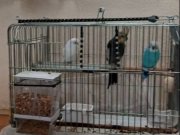 KOMPLE SATILIK 2 MUHABBET 1 