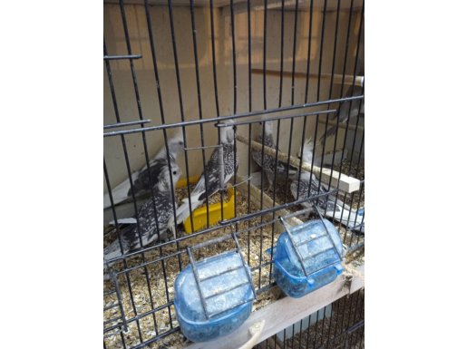 Wahf sultan papağanı 