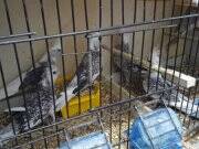 Wahf sultan papağanı 