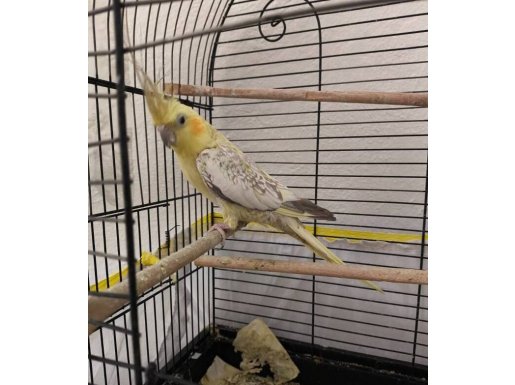 DİŞİ SULTAN PAPAĞANI 