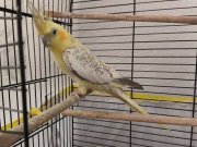 DİŞİ SULTAN PAPAĞANI 