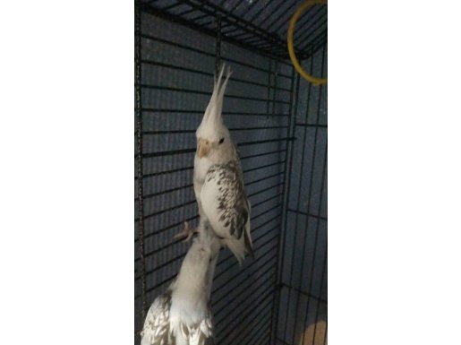 Sultan papağanı dişim iki yıl erkek yedi ay 