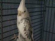 Sultan papağanı dişim iki yıl erkek yedi ay 