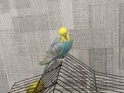 2 dışı 1 erkek olamk üzere üçüde  satılık acil