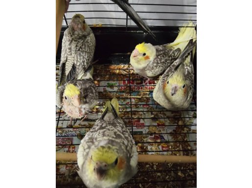 Sultan papağanı yavru