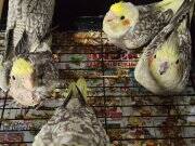 Sultan papağanı yavru