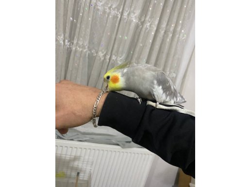 Konuşan ele gelen sultan papağanı