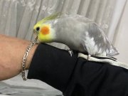 Konuşan ele gelen sultan papağanı