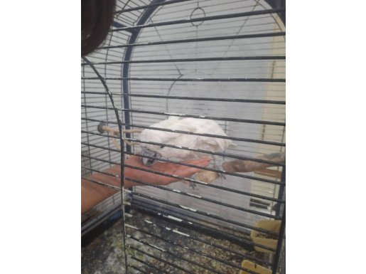 İlan Başlığı Önerisi: Evcimen ve Oyuncu Beyaz Umbrella Kakadu