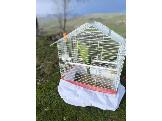 Pakistan papagini sağlıklı 