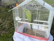 Pakistan papagini sağlıklı 