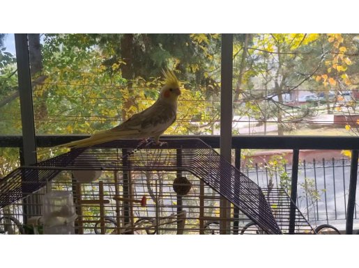 Konuşan, sağlikli, ele alişkan Sultan Papağani