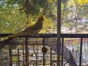 Konuşan, sağlikli, ele alişkan Sultan Papağani