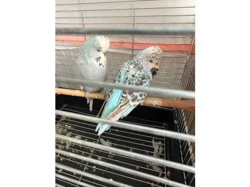 Üst Vasıflı show jumbo yumurtalı