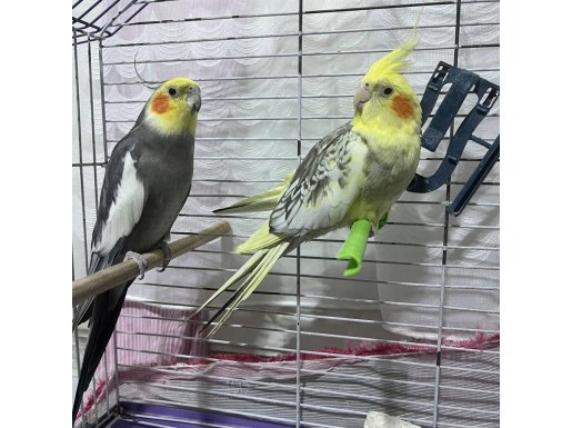 Evcil ve konuşan sultan papağanı