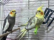 Evcil ve konuşan sultan papağanı