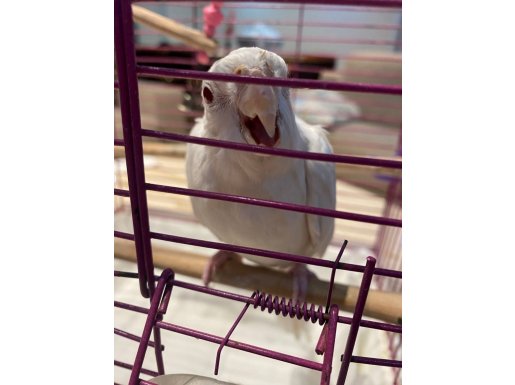 Bembeyaz Güzellik: Albino Sultan Papağanı