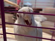 Bembeyaz Güzellik: Albino Sultan Papağanı