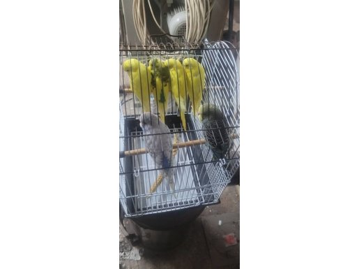 Sapsarı Tüyleriyle Parlayan Altı Adet Muhabbet Kuşu