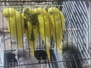 Sapsarı Tüyleriyle Parlayan Altı Adet Muhabbet Kuşu