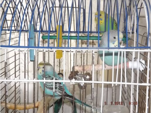 Turkuaz hareleri ve canlı fıstık yeşili tüyleriyle  Muhabbet kuşu 