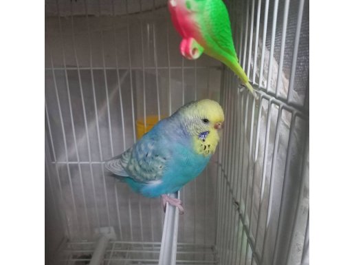 Acil 2 adet muhabbet kuşu