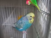 Acil 2 adet muhabbet kuşu