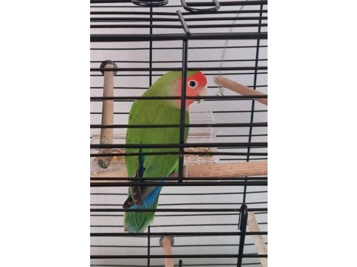 Erkek Sevda Papağanı