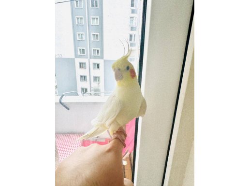 Konuşan Uysal Sultan Papağanı - Kafes Herşey Dahil