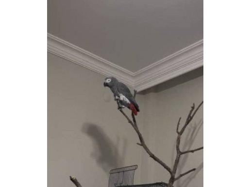 40-50 Kelime Konuşan  Ele Kola Omuza Sevilmeye Alışkın Jako