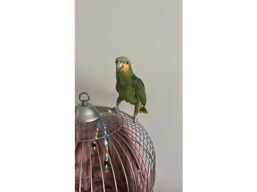 SARI ALIN AMAZON PAPAĞANI