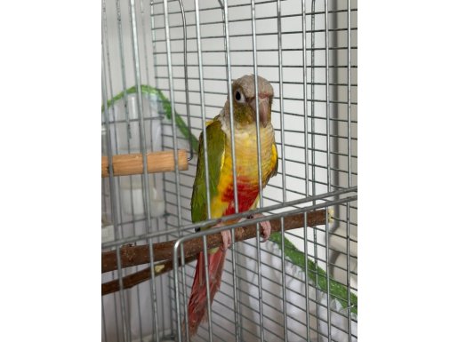 Pineapple Conure papağanı