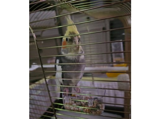 Kuşumuzu sahiplendiriyoruz