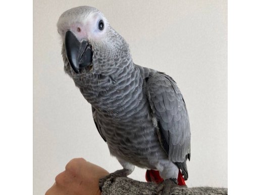 FULL EĞİTİMLİ JAKO 9 AYLIK 