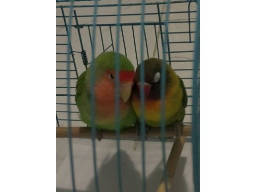 Çift Cennet ve Sevda + yumurtalarıyla