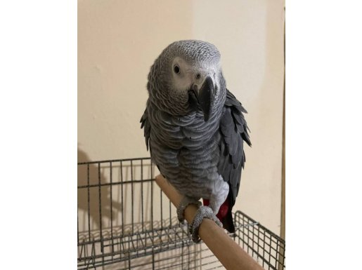 14 Aylık Jako Papağanı