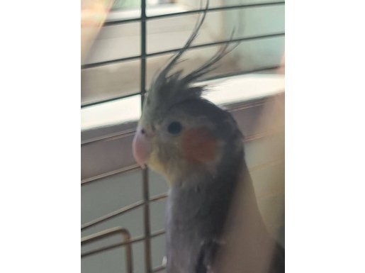 3 AYLIK DİŞİ SULTAN