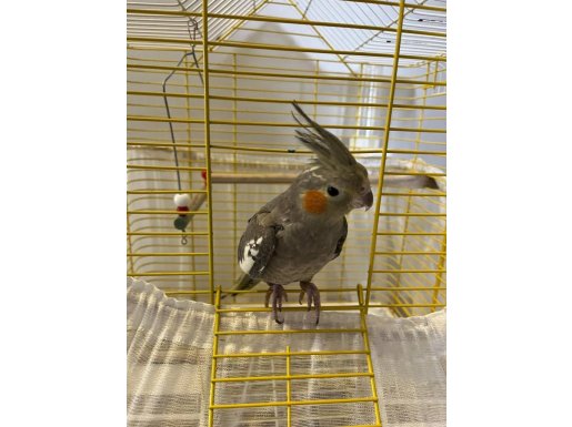 EĞİTİMLİ YAVRU ELE KOLA GELEN DİŞİ SULTAN PAPAĞANI