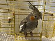 EĞİTİMLİ YAVRU ELE KOLA GELEN DİŞİ SULTAN PAPAĞANI