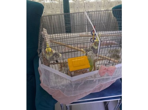 Çift 4 kelime bilen sultan papaganı