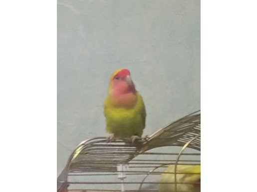 Ele alışık erkek Papağan