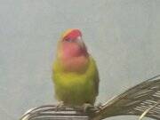 Ele alışık erkek Papağan