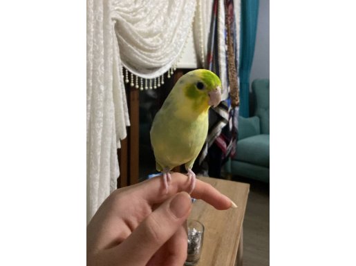 3.5 AYLİK FORPUS PAPAĞANI