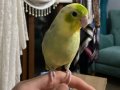 3.5 AYLİK FORPUS PAPAĞANI