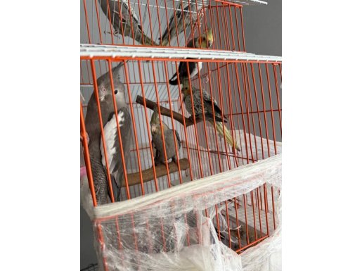 Sultan papağanı 6 adet vardır ısteyene cıft, tek de verebilir